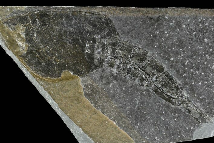 Rare, Silurian Phyllocarid (Ceratiocaris) Fossil - Scotland #113111